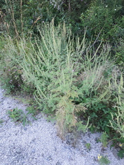 Ambrosia artemisiifolia
