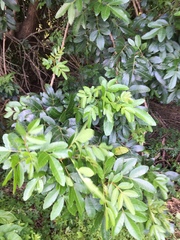 Schinus terebinthifolia