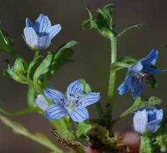 Nemophila menziesii integrifolia