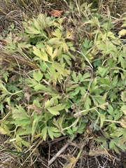 Anemone virginiana