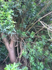 Schinus terebinthifolia