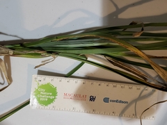 Carex acutiformis