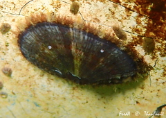 Fissurella nubecula