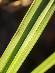 Carex acutiformis