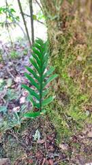 Polypodioideae