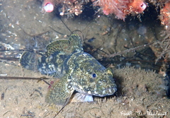 Gobius cobitis