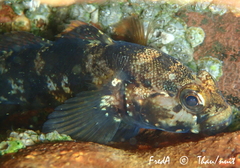Gobius paganellus