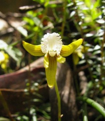 Dendrobium striolatum