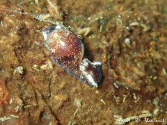 Haminoea exigua