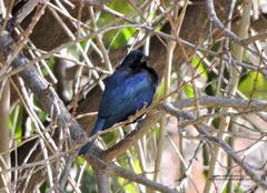 Molothrus bonariensis