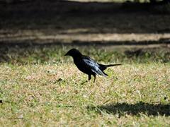 Molothrus bonariensis