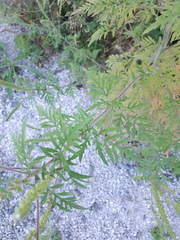 Ambrosia artemisiifolia