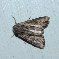 Mniotype occidentalis