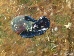 Haminoea exigua