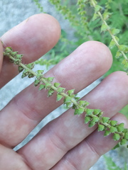 Ambrosia artemisiifolia