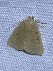 Zanclognatha jacchusalis