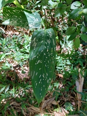 Maranta sobolifera