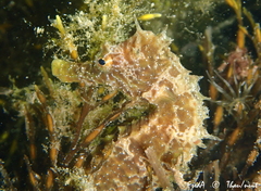 Hippocampus guttulatus