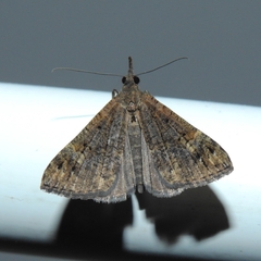 Hypena obsitalis