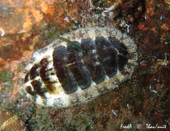 Lepidochitona caprearum