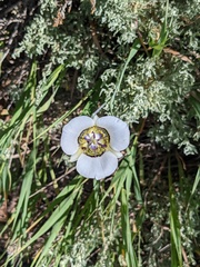 Calochortus gunnisonii