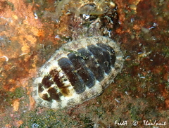 Lepidochitona caprearum