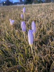 Crocus kotschyanus