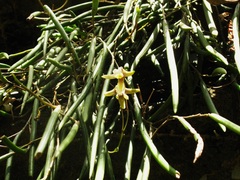 Dendrobium striolatum