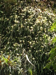 Dendrobium striolatum