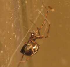 Lepthyphantes