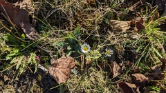 Erigeron strigosus
