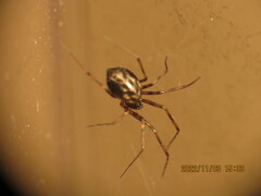 Lepthyphantes