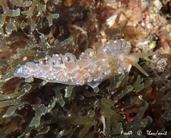 Spurilla neapolitana