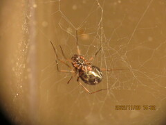 Lepthyphantes