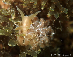 Spurilla neapolitana