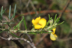 Aotus ericoides