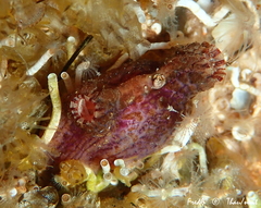 Microcosmus squamiger