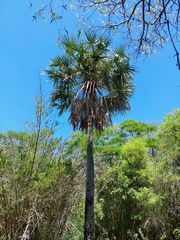 Copernicia alba