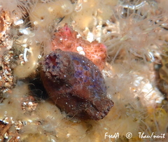 Microcosmus squamiger