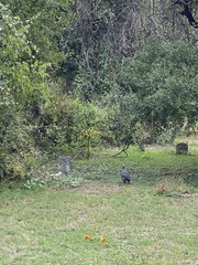 Numida meleagris domesticus