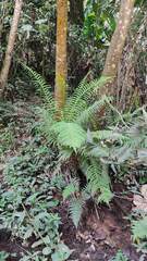 Dryopteris wallichiana