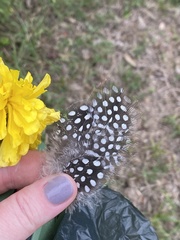 Numida meleagris domesticus