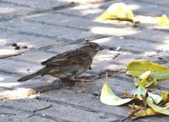 Passer domesticus