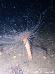 Pachycerianthus solitarius