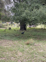 Numida meleagris domesticus