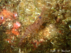 Palaemon serratus