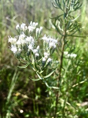 Eupatorium hyssopifolium