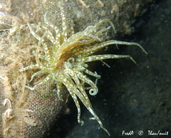 Paranemonia cinerea