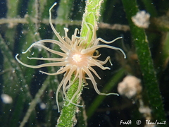 Paranemonia cinerea