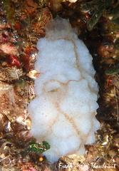 Phallusia mammillata